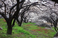 [전남 광양] 매화마을 / [Gwangyang Jeonllanam-do, Korea] Japanese apricot flower Village ※ [사진제공_한국관광공사] photo by 김지호.... 