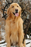 Cute animals에 관한 80개의 최상의 Pinterest 이미지 Cute animals