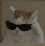썬글라스 고양이