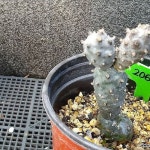장자무장야2068[동일] - 선인장(Cactus)