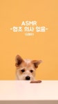 Studio dive pet: 귀여운 강아지 Studio dive pet: 귀여운 강아지 | Teacup puppies, Dog memes, Dogs