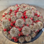 송하(Mammillaria prolifera) - 선인장(Cactus)