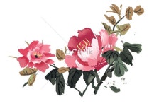 모란 꽃 중국 국화 모란 중국화 여름 신선한 신선한 배경 접다 시원하다 시원하다 경계 경계 배경 장식 재료 식물 배경 자유형 공장... 