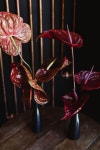 Anthurium Arrangements | 꽃장식
