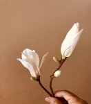 Магнолия에 있는 Кссения님의 핀 | 꽃, 꽃그림, 민화