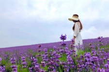 보랏빛 라벤더와 유럽 마을이 있는 국내 여행지 - 발품뉴스 여기가 유럽이야? 한국이야?... 보랏빛 라벤더와 유럽 마을이 있는 국내 여행지... 