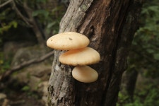 Koreas natural mushrooms | 버섯
