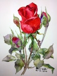 Roses의 최고 인기 이미지 427개 | 꽃꽂이, 꽃장식 및 아름다운 꽃 Roses