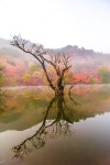 경북 청송 주산지 왕버들 경북 청송 주산지 왕버들 | Painting, Art