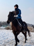 말. horse. At.에 있는 Kağan Yoon님의 핀