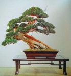 bonsai에 있는 Mohamed Ibrahim님의 핀