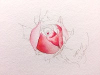 여리여리한 장미 꽃봉오리 그리기 | 예술 그림, 수채화 꽃, 칠하기