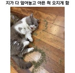 Pin by 예은 권 on 네발 달린 친구들 | Cute funny animals, Cat memes, Funny animals