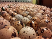 Quail에 관한 22개의 최상의 Pinterest 이미지 | 농장, 닭 기르기 및 닭장 Quail