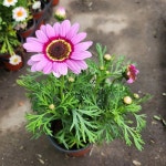 목마가렛(Argyranthemum frutescens) - 공기정화식물(air purifying plants)