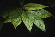 Pixabay의 무료 이미지 - 잎, 나무, 부시, 녹색, 자연, 숲, 관목, 식물, 상록수 | Leaves, Leaf images, Free background images