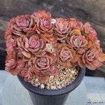 수연 1120-317(E. Suyon) - 다육식물(Succulent)