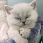 🐱010-8004-4231 ⠀ ✈해외캐터리 Since 2010 ▫️수입후 2주간 케어후 분양 ▫️분양전 최종 건강검진실시 ▫️수의사가 분양하는... 