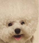 Bichon Tori, A Fluffy Little White Dog in Korea Who Sports a Perfectly Spherical Hairdo | 강아지