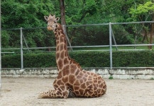 Pin page Pin by 찬희 이 on 우치공원 | Zoo animals photography, Wild photography, Giraffe