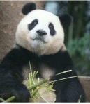 Pin page Pin on 에버랜드 판다 보물♥ in 2024 | Cute panda, Panda love, Panda painting