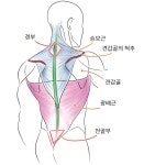 [인체 그리기] 근육의 이해 [인체 그리기] 근육의 이해 | 그림 꿀팁사전 | Human body art, Female back muscles, Body anatomy
