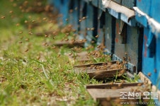 꿀벌 - Apiculture in Korea