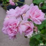 밀필드로즈(제라늄)(Pelargonium(Geranium)) - 관엽식물(Foliage) 밀필드로즈(제라늄)(Pelargonium(Geranium)) - 관엽식물(Foliage)... 