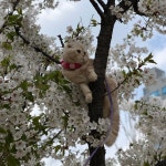 animals에 관한 13개의 최상의 Pinterest 이미지 | 그리기, 그림 레퍼런스 및 농장 동물 animals