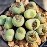 파가에 서브리즘 0125(1)G.23(Conophytum pageae 'subrisum' ) - 코노피튬(Conophytum)