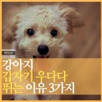 강아지 우다다 뛰어다니는 이유 3가지와 안전성 관련 | 2025