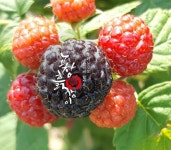 고창흙쟁이가 직접 재배하는 토종 해풍복분자♡ ⠀ □ 해풍맞고 자란 토종 해풍복분자 □ 당도가 진하고 껍질이 단단하다 □ 해풍을... 