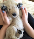 Dogs에 관한 183개의 최상의 Pinterest 이미지 | 강아지, 개 및 개와 고양이 Dogs