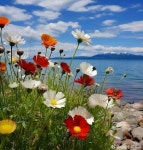 สวนงดงาม에 있는 Rakpol chudklang님의 핀 - 2023 | 수채화