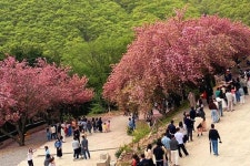 “벚꽃 끝나도 끝이 아니다”… 지금부터 피기 시작한 겹벚꽃 명소