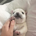 하이 얼룩덜룩한 발바닥 넘 귀욤 - #frenchie #frenchbull #fransebulldog #frenchbulldog #frenchiepuppy #프랜치불독분양... 