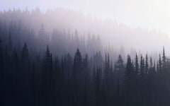 winter forest에 대한 이미지 검색결과 | 숲 벽지, 자연 배경화면