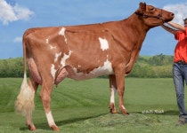Cows!!에 관한 66개의 최상의 Pinterest 이미지 | 농장 동물, 농장 및 소 Cows!!