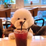 비숑프리제 모찌(mozzi) on Instagram: “누나 왜 내껀 없쪄?!! 맛있는거 내가 더 잘먹을수 있는뎁!🙁(초대해주셔서 감사해요... 