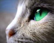 Pin by 강민준 on GATOS de um lado ao outro do Planeta! | Siamese cats blue point, Cat with blue eyes, Cats and kittens