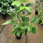 커피나무 0055 - 공기정화식물(air purifying plants)