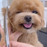 천안애견미용 / 퍼피썬 PUPPYSUN | - 너 정말 귀여워!! 이름도... 천안애견미용 #성성동애견미용 #퍼피썬 #dog #doggrooming #groomer | Instagram