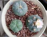 닛시다육 | Pin di 신 정섭 su 꽃.