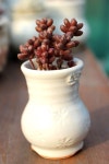 옥엽(玉葉) / 스탈리 / 스타일리 _ Sedum stahlii | 다육 식물, 식물