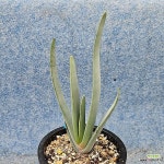 쿠마라 플리카틸리스 팬알로에 061216(Aloe plicatilis)... 쿠마라 플리카틸리스 팬알로에 061216(Aloe plicatilis) - 아프리카식물... 