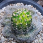 지구환금철화(variegated) - 선인장(Cactus)