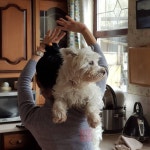 Pin by 이보나 Yvonne ... on 고양이 -                                            Cats and Westie