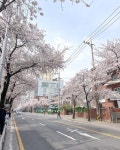 DENISE 🌸 on Instagram: Have you ever been to the Cherry Blossom road (벚꽃로) that stretches from Gasan Digital Complex... 