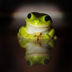 Frogs에 관한 33개의 최상의 Pinterest 이미지 | 개구리, 양서류 및 뱀 Frogs