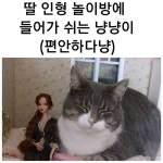 큰냥이 ㅎㅎ . . . 🍀사랑행복가득한 @happysun2020” • Oct 7, 2021 at 6:07am UTC - 2021 | 귀여운 동물, 동물
